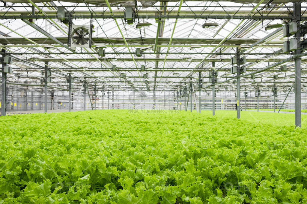 現代溫室種植園 萵苣綠葉的工業化生態農業之路